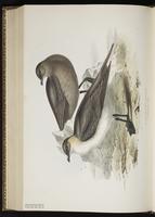 Parasitic Jaeger, Labbe parasite, Salteador parásito plate 441