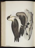 Pomarine Jaeger, Pomarine Skua, Labbe pomarin, Salteador pomarino plate 440