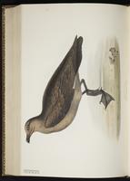 Great Skua, Grand Labbe plate 439