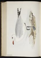 Audouin's Gull plate 438