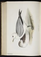 Mew Gull, Gaviota cana, Goéland cendr plate 437