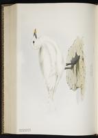 Ivory Gull, Mouette blanche plate 436