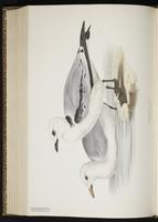 Black-legged Kittiwake, Gaviota pata negra, Mouette tridactyle plate 435