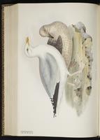 European Herring Gull, Gaviota plateada, Goéland argenté, Herring Gull plate 434