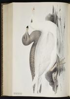 Glaucous Gull, Gaviota blanca, Goéland bourgmestre plate 432