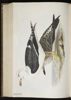 Lesser Black-backed Gull, Gaviota sombría, Goéland brun plate 431