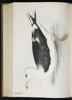 Great Black-backed Gull, Goéland marin plate 430
