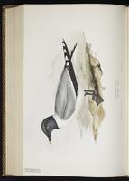 Sabine's Gull, Gaviota cola hendida, Mouette de Sabine plate 429