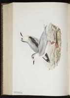 Little Gull, Gaviota mínima, Mouette pygmée plate 428