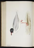 Mediterranean Gull plate 427