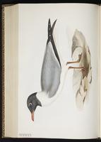 Laughing Gull, Gaviota reidora, Mouette atricille plate 426