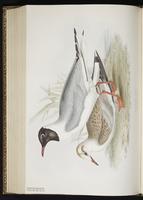 Black-headed Gull, Common Black-headed Gull, Gaviota encapuchada, Mouette rieuse plate 425