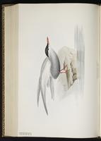 Whiskered Tern, Guifette moustac plate 424