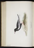White-winged Tern, Guifette leucoptèra plate 423