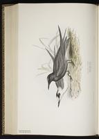 Black Tern, Charrán negro, Guifette noire plate 422