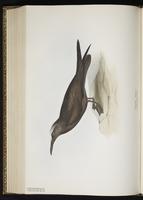 Brown Noddy, Charrán-bobo café, Noddi brun plate 421