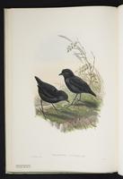 Lesser Melampitta plate 10