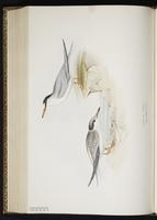 Little Tern, Sterne naine plate 420