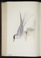 Arctic Tern, Charrán ártico, Sterne arctique plate 419