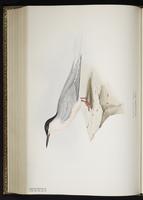 Roseate Tern, Charrán rosado, Sterne de Dougall plate 418