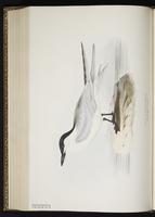 Gull-billed Tern, Charrán pico grueso, Sterne hansel plate 416