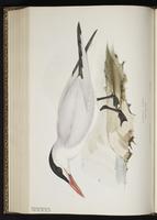 Caspian Tern, Charrán caspia, Sterne caspienne plate 414