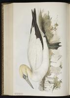 Northern Gannet, Bobo norteño, Fou de Bassan plate 413