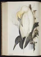 Northern Gannet, Bobo norteño, Fou de Bassan plate 412
