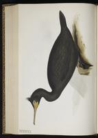 European Shag plate 411