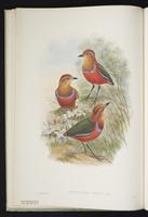 Blue-banded Pitta plate 9