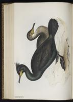 European Shag plate 410
