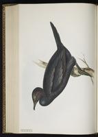 Pygmy Cormorant plate 409
