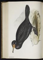Grand Cormoran, Great Cormorant plate 408