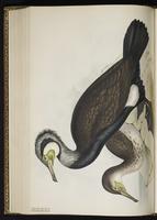 Grand Cormoran, Great Cormorant plate 407