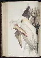 Dalmatian Pelican plate 406