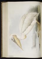 Great White Pelican plate 405