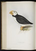 Atlantic Puffin, Macareux moine plate 404