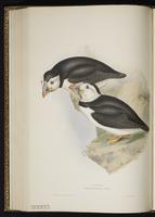Atlantic Puffin, Macareux moine plate 403