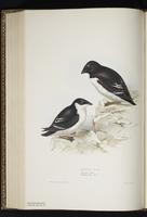 Dovekie, Little Auk, mergule main, Mergule nain plate 402