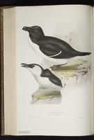 Razorbill, Petit Pingouin plate 401