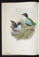 Azure-breasted Pitta plate 8