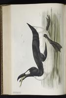 Great Auk, Grand Pingouin, plate 400