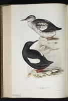 Black Guillemot, Guillemot à miroir plate 399