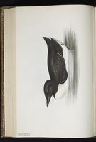 Thick-billed Murre, Guillemot de Brünnich plate 398