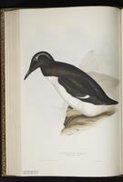 Common Murre, Arao común, Guillemot marmette plate 397