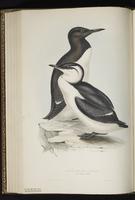 Common Murre, Arao común, Guillemot marmette plate 396