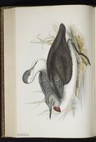 Plongeon catmarin, Red-throated Diver, Red-throated Loon, Colimbo menor plate 395