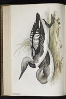 Arctic Loon, Black-throated Loon, Plongeon arctique plate 394