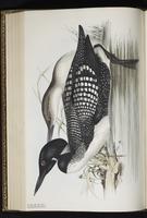 Common Loon, Great Northern Diver, Great Northern Loon, Plongeon huard, Colimbo mayor plate 393