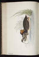 Horned Grebe, Grèbe esclavon, Zambullidor cornudo plate 391